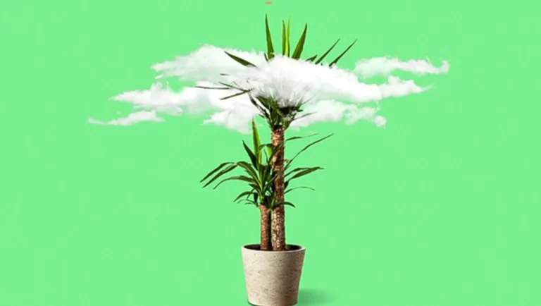 گیاهان تصفیه کننده هوا برای خانه شما
