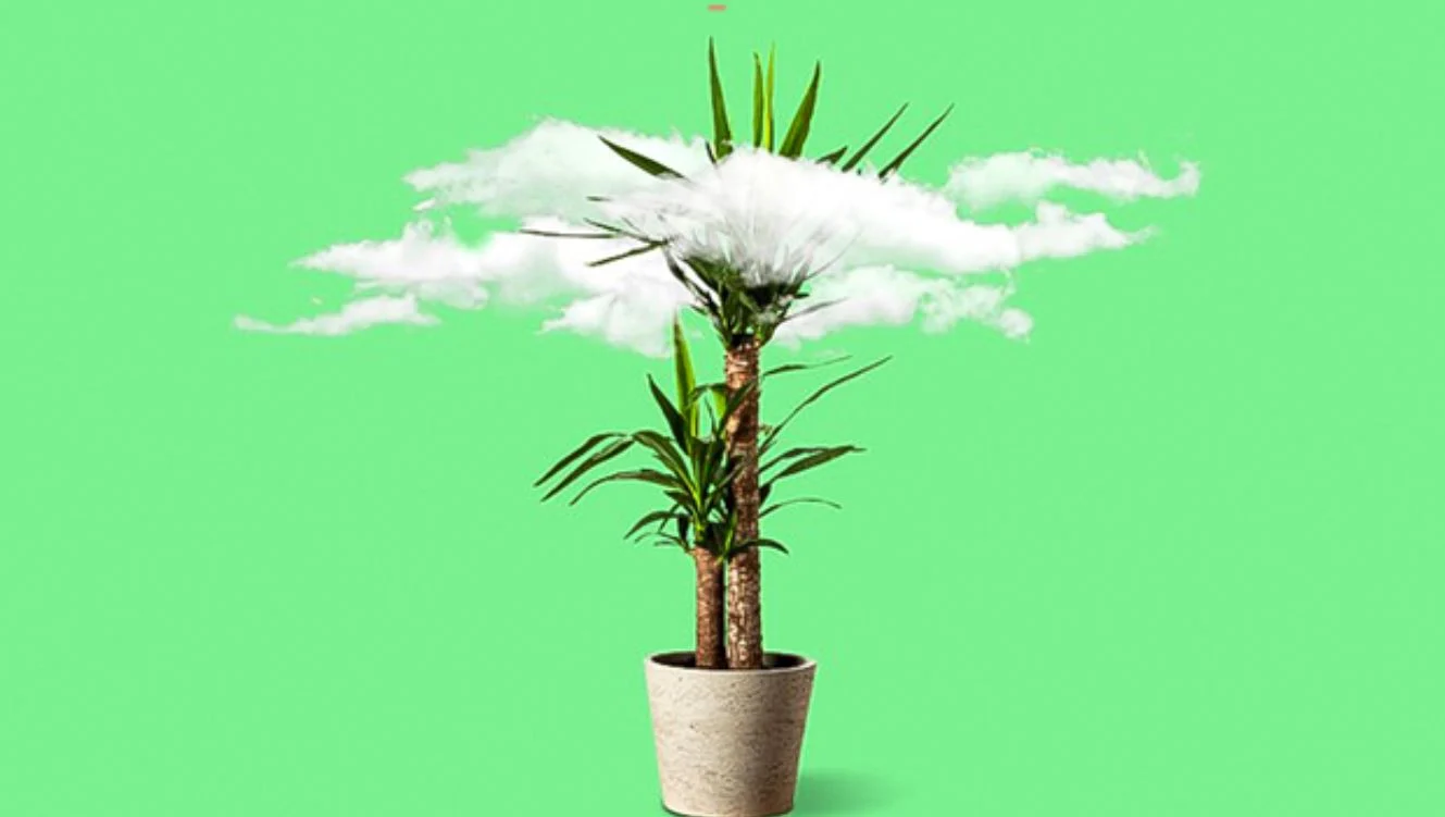 گیاهان تصفیه کننده هوا برای خانه شما