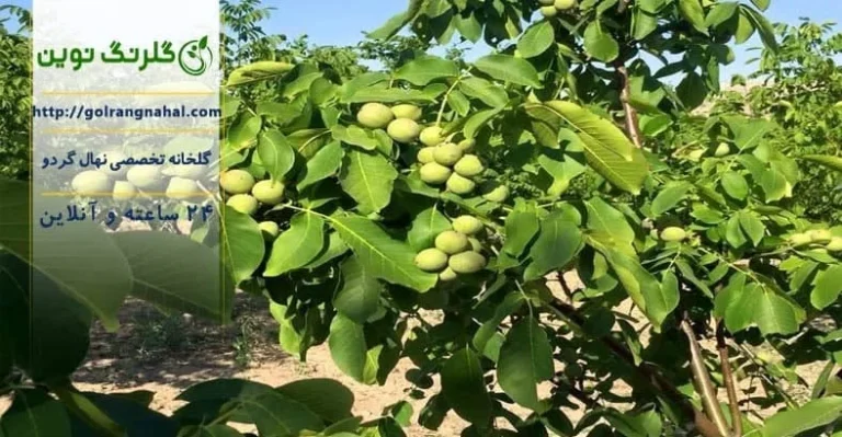 بهترین نهال گردو مقاوم به سرما