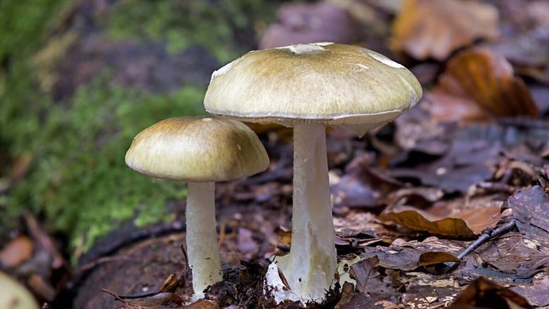 مسمومیت ۲۳۳ نفر با خوردن قارچ همه قارچ‌های موجود در طبیعت سمی‌اند