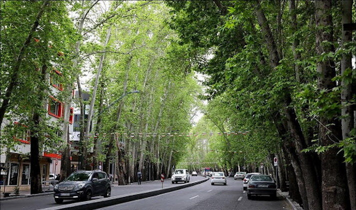 سی تی اسکن و تیمار ۵ درصد درختان ولیعصر/ جریمه ۱۷۰ میلیارد تومانی برای خشک کردن ۱۳ درخت خیابان ولیعصر